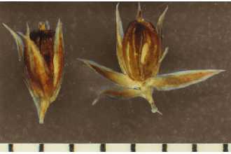 <i>Juncus xiphioides</i> E. Mey. var. triandrus Engelm.