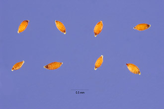 <i>Juncus xiphioides</i> E. Mey. var. triandrus Engelm.