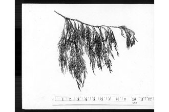 <i>Juniperus flaccida</i> Schltdl. var. gigantea (Roezl) Gaussen