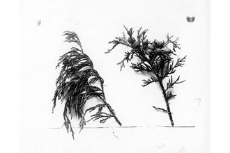 <i>Juniperus gigantea</i> Roezl p.p.