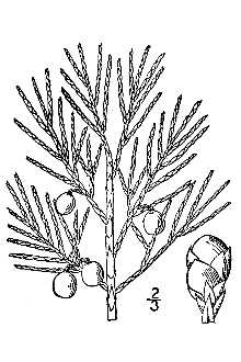 <i>Juniperus repens</i> Nutt.
