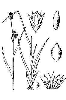 <i>Juncoides arcticum</i> (Blytt) Coville