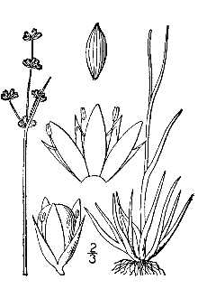 <i>Juncus marginatus</i> Rostk. var. marginatus