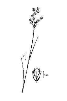 <i>Juncus marginatus</i> Rostk. var. setosus Coville