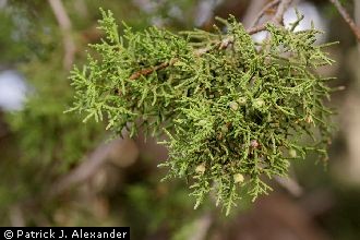 <i>Juniperus occidentalis</i> Hook. var. gymnocarpa Lemmon