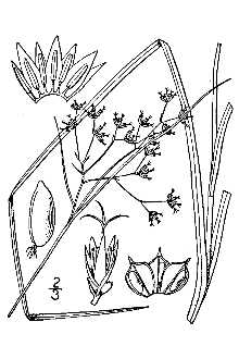 <i>Juncoides nemorosum</i> (Pollard) Kuntze
