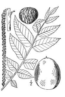<i>Wallia nigra</i> (L.) Alef.