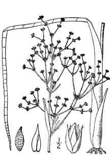 <i>Juncus acuminatus</i> Michx. var. robustus Engelm.