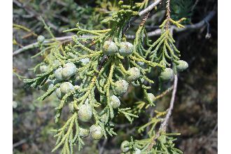 <i>Juniperus californica</i> Carrière var. siskiyouensis L.F. Hend.
