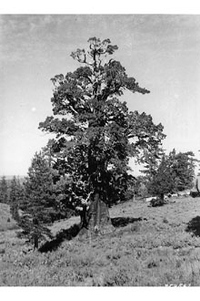 <i>Juniperus californica</i> Carrière var. siskiyouensis L.F. Hend.