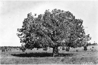 <i>Juniperus monosperma</i> (Engelm.) Sarg. var. knightii (A. Nelson) Lemmon