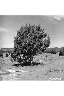 <i>Juniperus californica</i> Carrière var. osteosperma (Torr.) L.D. Benson