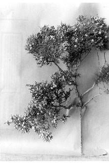 <i>Juniperus californica</i> Carrière ssp. osteosperma (Torr.) A.E. Murray