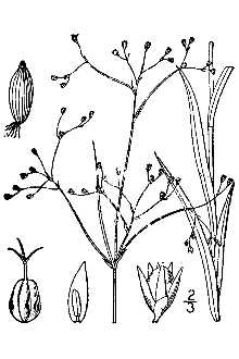 <i>Juncus melanocarpus</i> Michx.