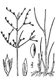 <i>Juncus pelocarpus</i> E. Mey. var. sabulonensis H. St. John