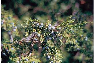 <i>Juniperus scopulorum</i> Sarg. var. columnaris Fassett