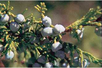 <i>Juniperus scopulorum</i> Sarg. var. columnaris Fassett