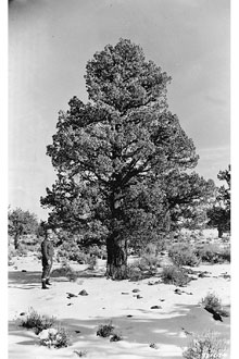 <i>Juniperus virginiana</i> L. var. montana Vasey