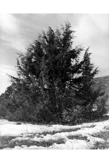<i>Juniperus virginiana</i> L. var. montana Vasey