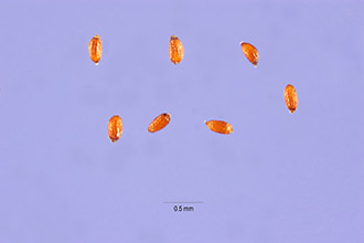 <i>Juncus scirpoides</i> Lam. var. meridionalis Buchenau