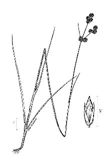<i>Juncus scirpoides</i> Lam. var. compositus Harper