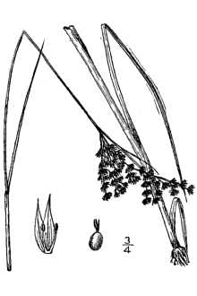 <i>Juncus marginatus</i> Rostk. var. setosus Coville
