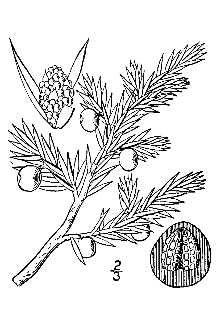 <i>Juniperus communis</i> L. ssp. saxatilis (Pall.) A.E. Murray