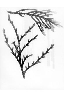 <i>Juniperus barbadensis</i> C. Mohr, non L.