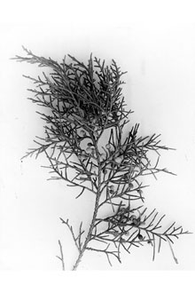 <i>Juniperus barbadensis</i> C. Mohr, non L.