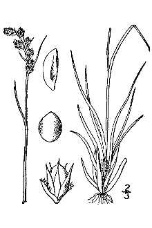<i>Luzula spicata</i> (L.) DC. ssp. saximontana Á. Löve & D. Löve, nom. inq.