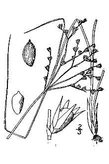 <i>Juncus tenuis</i> Willd. var. multicornis E. Mey.
