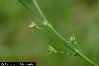 <i>Juncus tenuis</i> Willd. var. williamsii Fernald