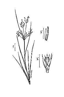<i>Juncus tenuis</i> Willd. var. multicornis E. Mey.