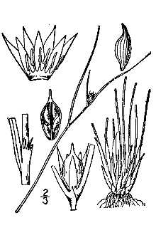<i>Juncus trifidus</i> L. ssp. carolinianus Hämet-Ahti