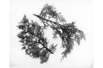<i>Juniperus californica</i> Carrière var. osteosperma (Torr.) L.D. Benson