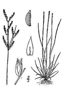 <i>Juncus greenei</i> Oakes & Tuck. var. vaseyi (Engelm.) B. Boivin