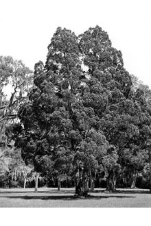 <i>Juniperus silicicola</i> (Small) L.H. Bailey