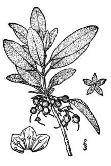 <i>Kalmia angustifolia</i> L. var. carolina (Small) Fernald