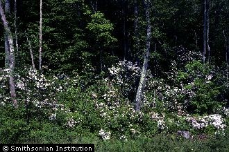 <i>Kalmia latifolia</i> L. var. laevipes Fernald