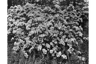 <i>Kalmia latifolia</i> L. var. laevipes Fernald