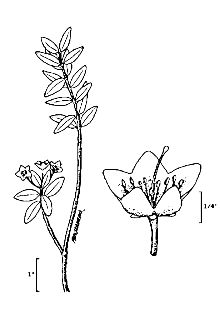 <i>Kalmia polifolia</i> Wangenh. var. microphylla (Hook.) Rehder