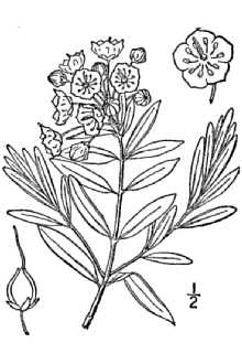 <i>Kalmia polifolia</i> Wangenh. var. rosmarinifolia (Pursh) Rehder
