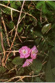 <i>Kalmia polifolia</i> Wangenh. var. rosmarinifolia (Pursh) Rehder