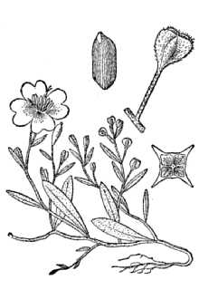 <i>Oenothera fruticosa</i> L. var. humifusa Allen