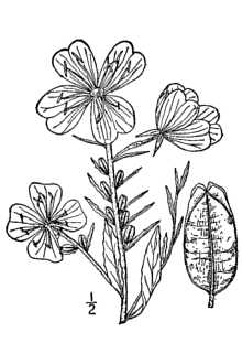 <i>Oenothera tetragona</i> Roth var. riparia (Nutt.) Munz