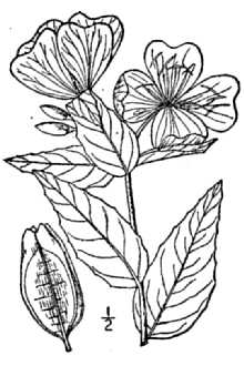 <i>Oenothera tetragona</i> Roth var. hybrida (Michx.) Fernald