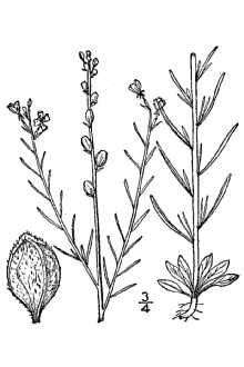 <i>Oenothera linifolia</i> Nutt. var. glandulosa Munz