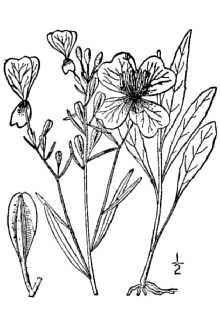 <i>Oenothera longipedicellata</i> (Small) B.L. Rob.