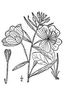 <i>Oenothera fruticosa</i> L. var. vera Hook.
