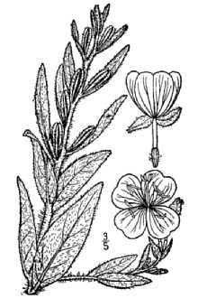 <i>Kneiffia pratensis</i> Small